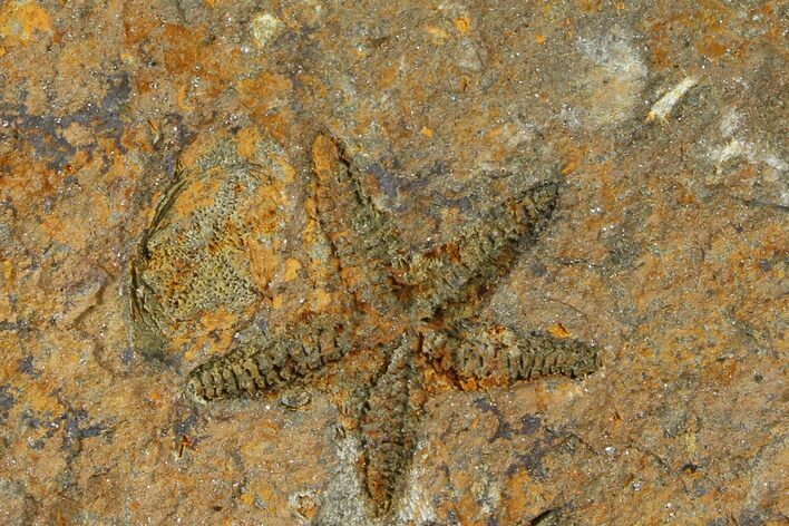 Ordovician Starfish (Petraster?) Fossil - Morocco #118327